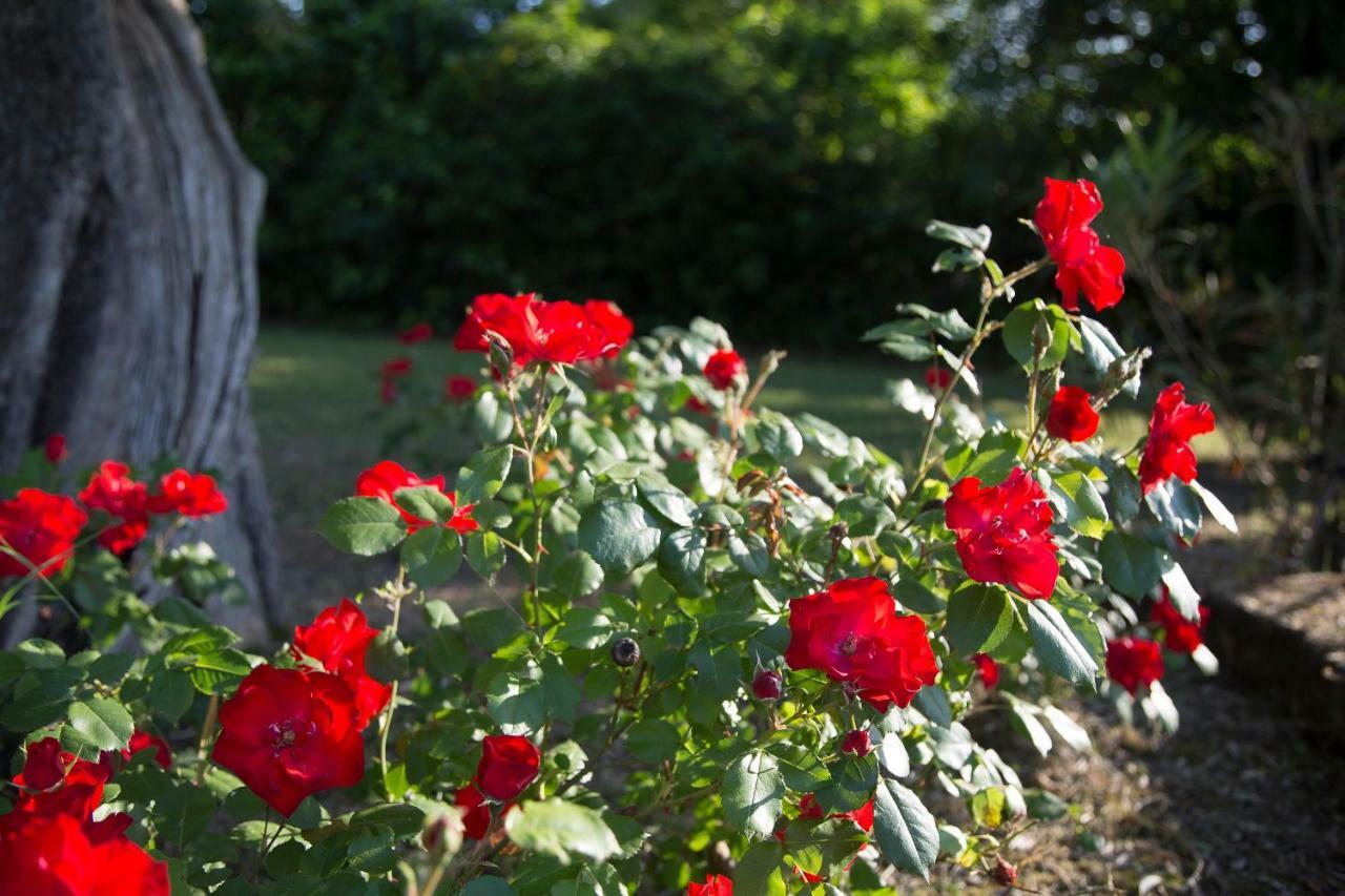 Grande Villa Storica Per Vacanze Con Giardino Privato E Piscina Ostra Exteriér fotografie